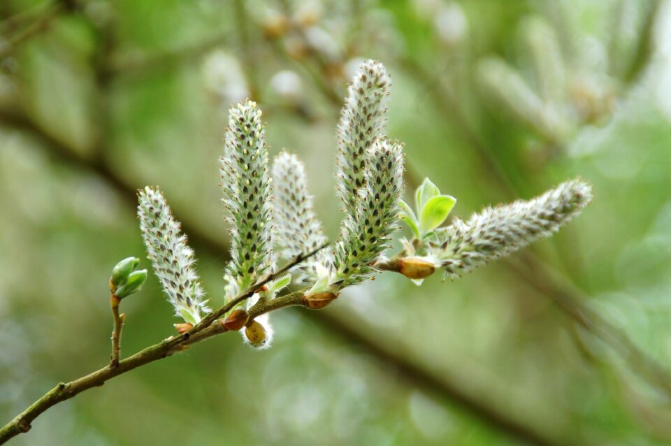 Outdoor season branch
