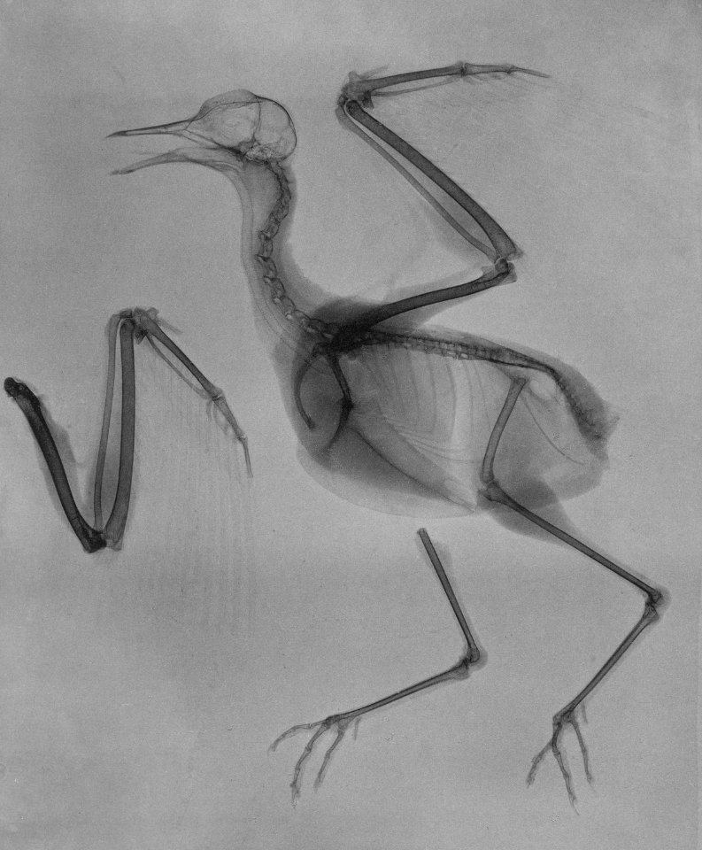 Vanellus vanellus 240A