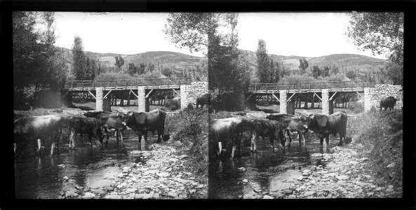 Vaques en un rierol i un pont al fons