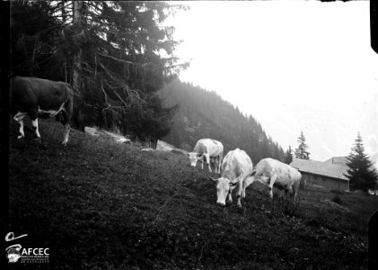 Vaques pasturant en un prat voltat de fosc, al fons una casa photo