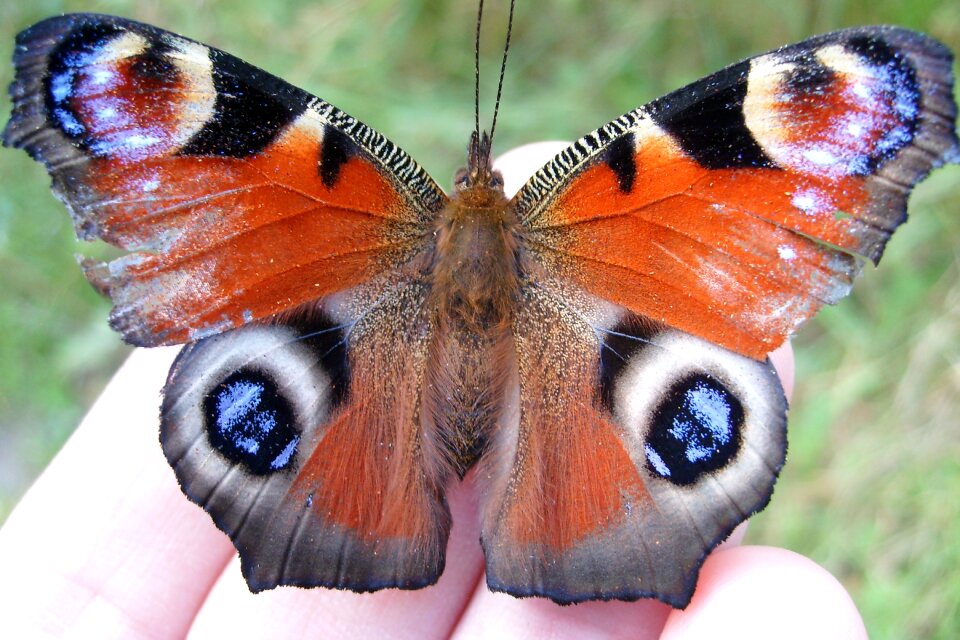 Beautiful closeup nature