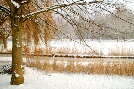 Snow cold tree photo