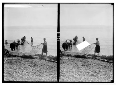 Various types, etc. Drawing in net of fishes at Sea of Galilee. LOC matpc.05649