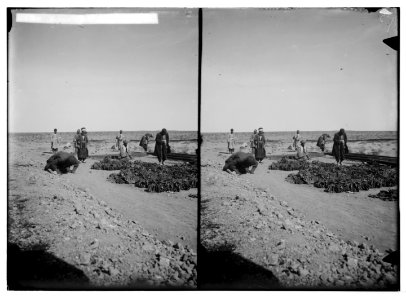 Various types, etc. Mohammedan (i.e., Muslim) pilgrim praying. LOC matpc.05288