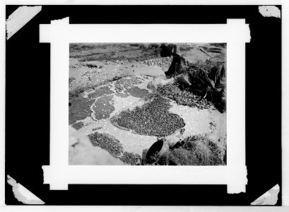 Various types, etc. Drying fruit on roof. LOC matpc.05300