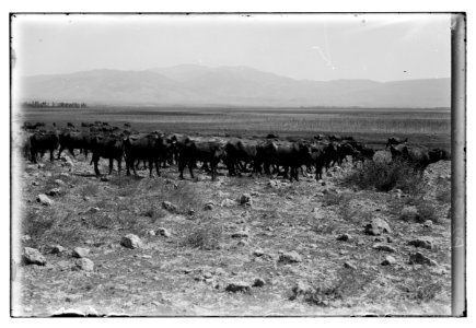 Various types, etc. Herd of buffaloes. LOC matpc.05646