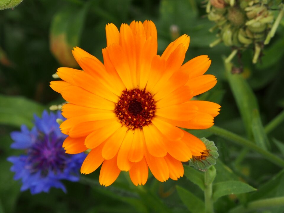 Cornflower flower nature
