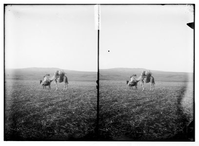 Various types, etc. Transporting water on camel. LOC matpc.05643 photo