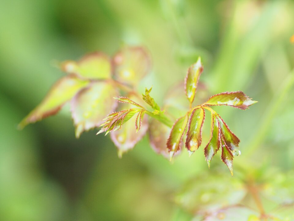 Garden plant drop of water