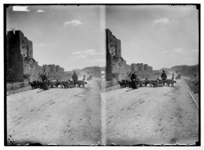 Various views of the city wall (Jerusalem). North wall and Gordon's Calvary. LOC matpc.05459