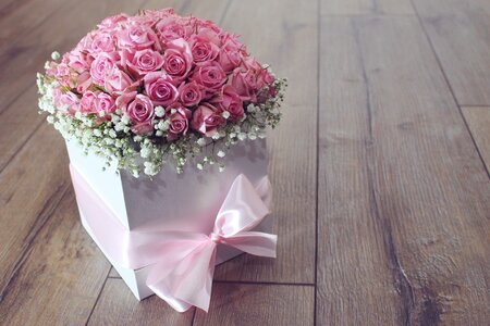 Roses pink color photo