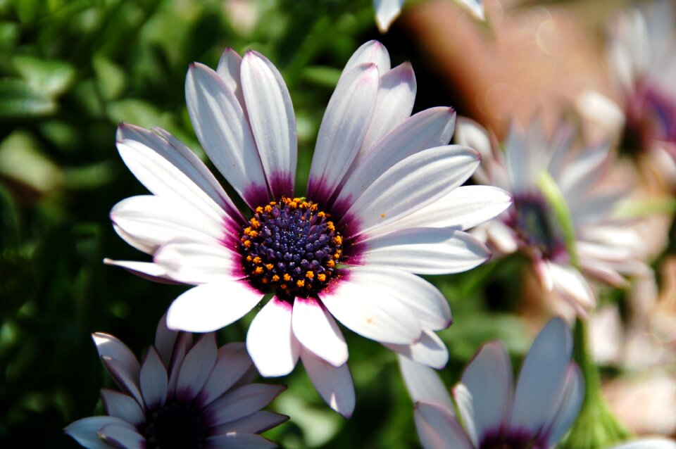 Garden flowers white
