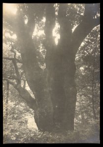 Varonča, Niesiałoŭski. Варонча, Несялоўскі (A. Visłocki, 15.09.1923) (3)