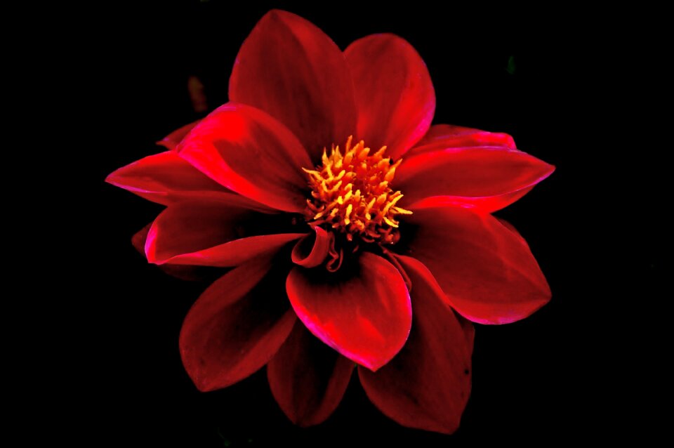 Color red flowering