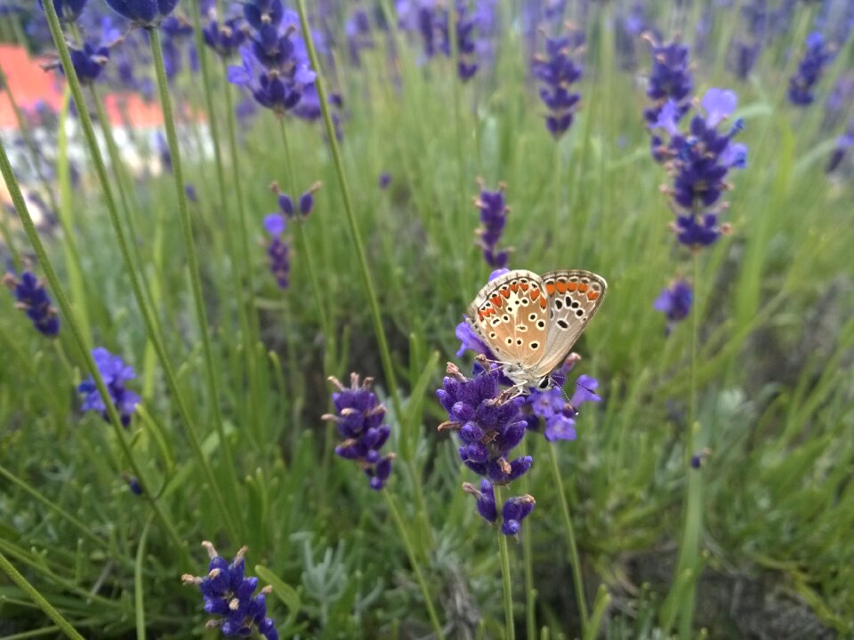 Flower nature animal