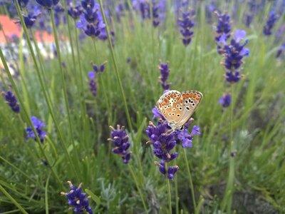Flower nature animal