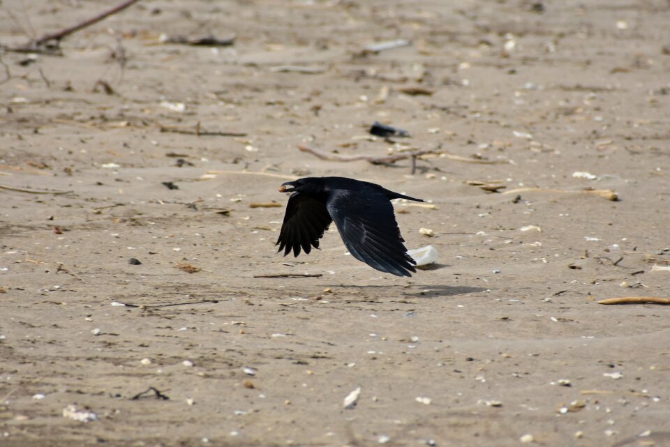 Bird wild birds crow