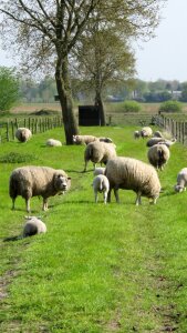 Countryside brabant animals