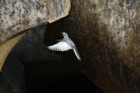 Block bird wild birds photo