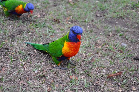 Birds australia colorful