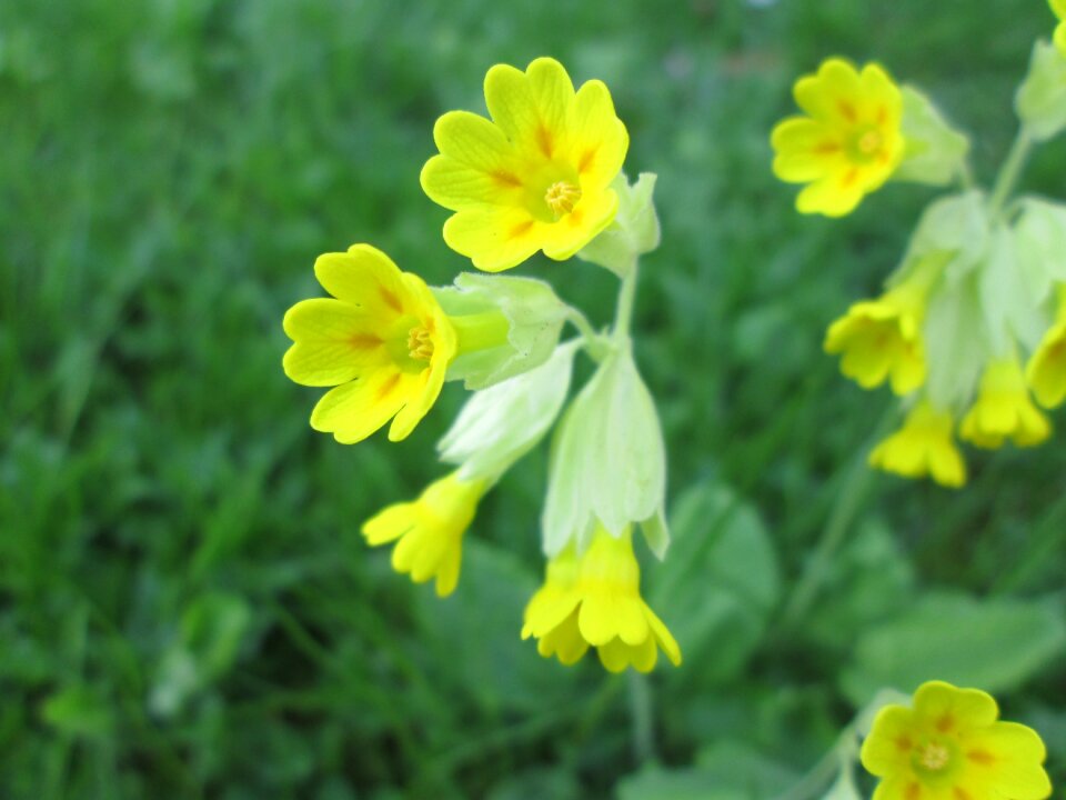 Spring flower spring flowers spring