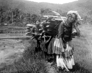 Vedbärerskor. Sulawesi. Indonesien - SMVK - 000194