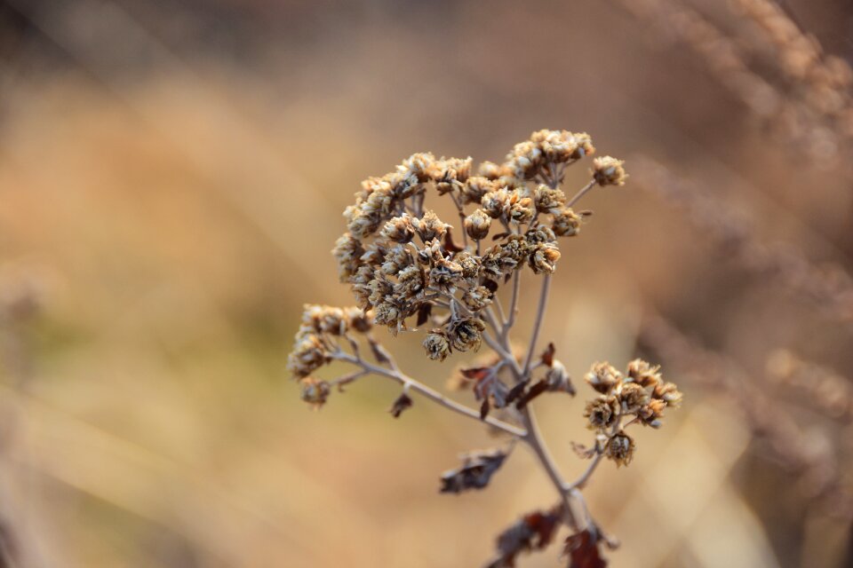 Plants flowers dry flower