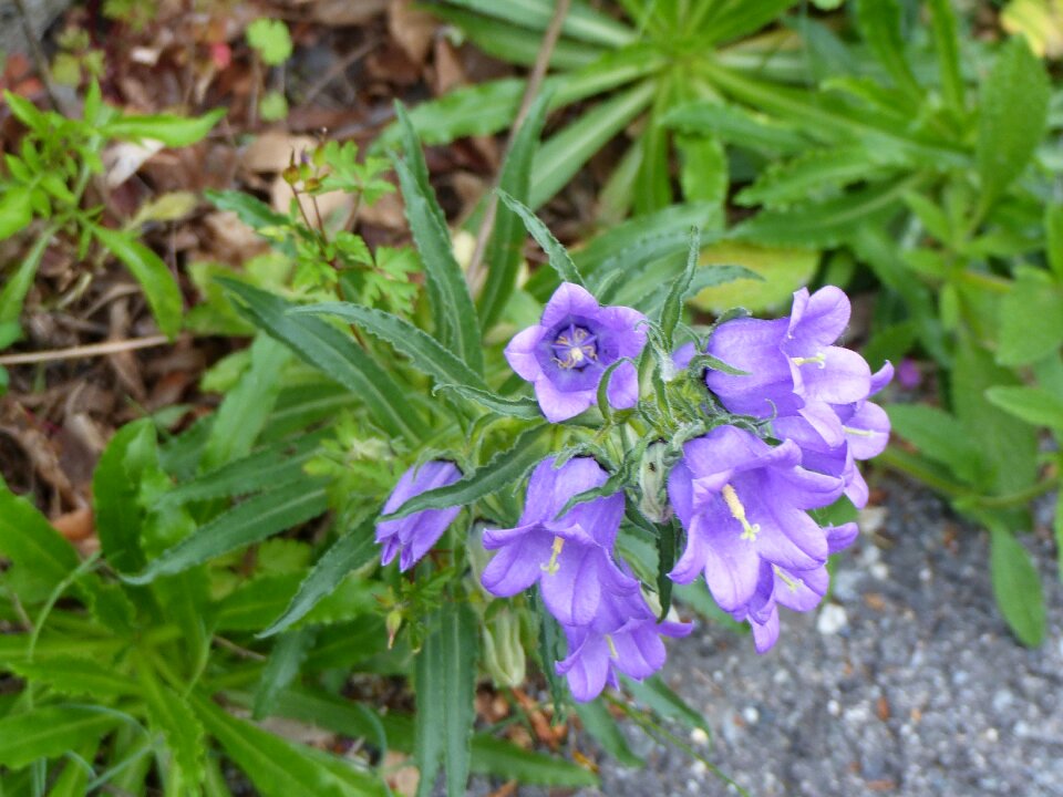 Flowering blue purple
