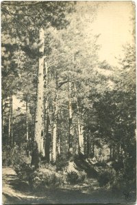 Vaŭkavysk, Zamkavy les. Ваўкавыск, Замкавы лес (1933)