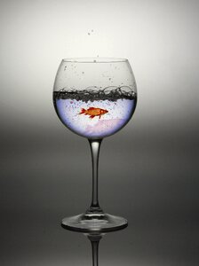 Red fish fish chalice
