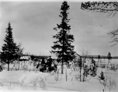 Ved Svanvik, Pasvikdalen, Sør-Varanger, Finnmark. Samer med rein i granskog ved gårdstun - Norsk folkemuseum - NF.06725-044