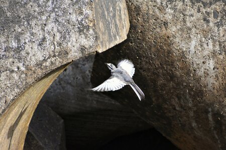 Block bird wild birds photo