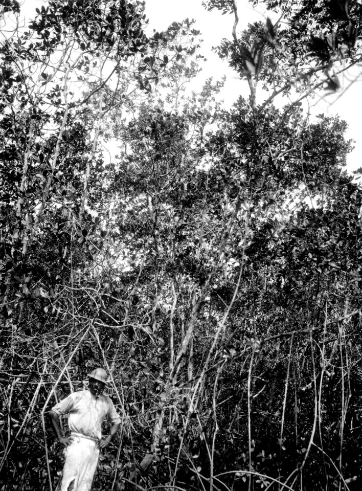Vegetation och man. Pearl Islands. Panama - SMVK - 004172