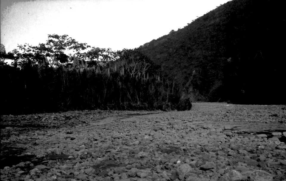 Vegetationsbild med pilgräs. Sydamerika, Rio Tuiche. Bolivia - SMVK - 002365