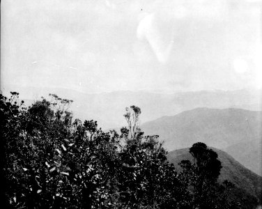 Vegetationsbild. Lokal, Mojos, Prov. Caupolican, Bolivia. Franz Tamayo Province, Moxos Province - SMVK - 002503