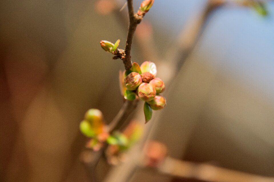 Flower growth spring