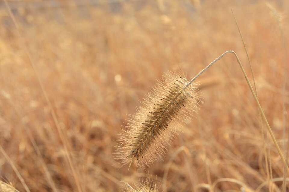 Plants flowers dry flower