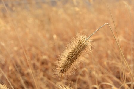 Plants flowers dry flower