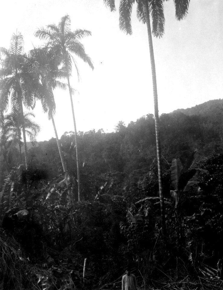 Vegetationsbild med pighúa-palmer. Veraguas. Panama - SMVK - 004233