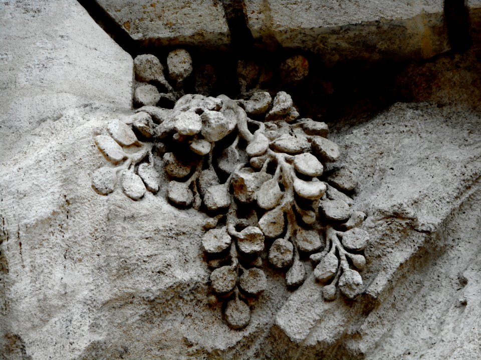 Vegetable detail - The fountain of Trevi (1732-1762) in Rome (40164355154)