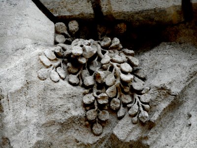 Vegetable detail - The fountain of Trevi (1732-1762) in Rome (40164355154) photo