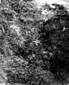 Vegetationsbild. Lokal, Rio Chapáre-området, nordöstra Bolivia. Stam, -- -Yuracáre - SMVK - 005567