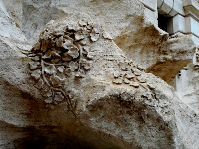 Vegetable detail - The fountain of Trevi (1732-1762) in Rome (40872279771) photo