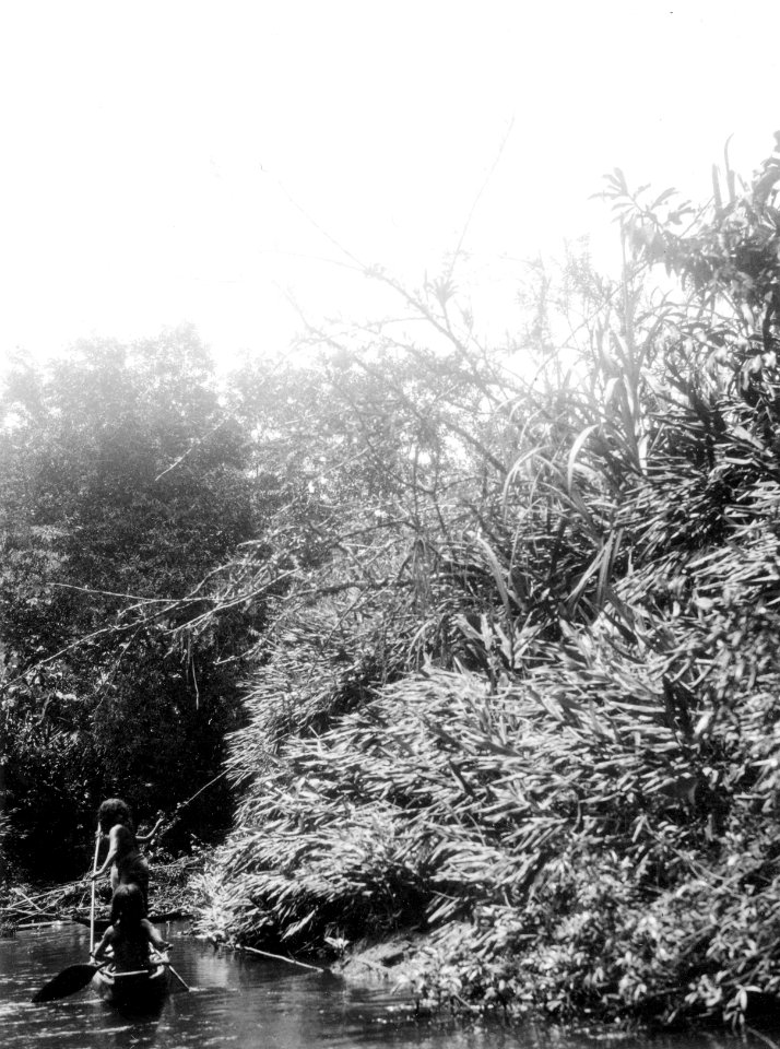 Vegetation vid floden. Rio Pasutó, Chocó, Colombia. Foto taget 1927 av exp. Erl - SMVK - 004342