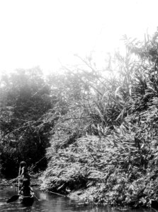Vegetation vid floden. Rio Pasutó, Chocó, Colombia. Foto taget 1927 av exp. Erl - SMVK - 004342 photo
