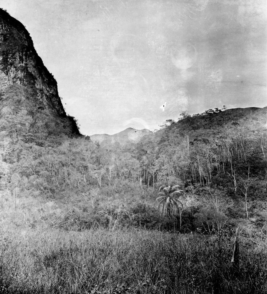Vegetationsbild. Från vägen mellan Argentinska gränsen och Santa Cruz de la Sierra - SMVK - 005848