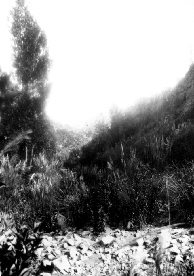 Vegetationsbild. Sydamerika, La Paz-dalen. Bolivia - SMVK - 002405