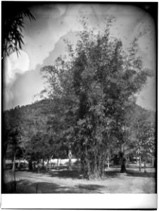 Vegetação, Acervo do Instituto Moreira Salles