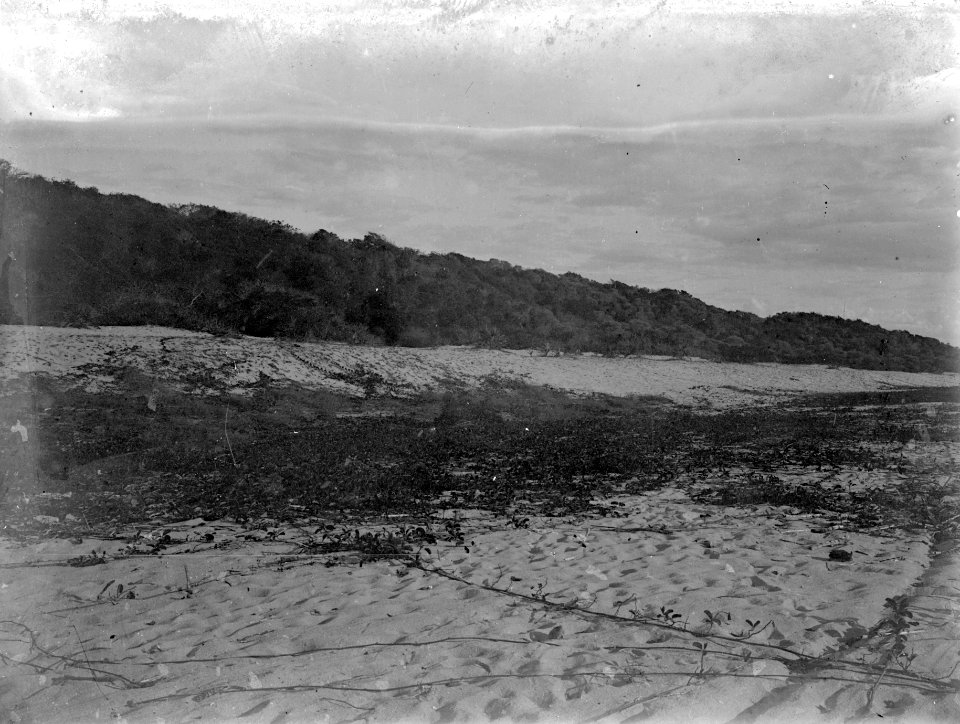 Vegetation på havsstranden. Datum, 1906. Ort, Majunga, Madagaskar. Majunga - SMVK - 021836