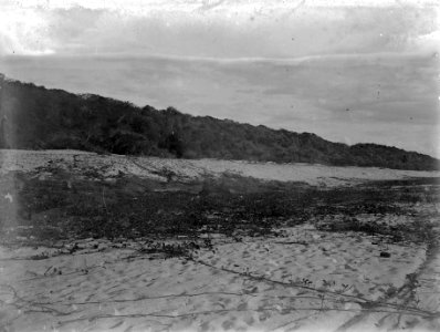 Vegetation på havsstranden. Datum, 1906. Ort, Majunga, Madagaskar. Majunga - SMVK - 021836